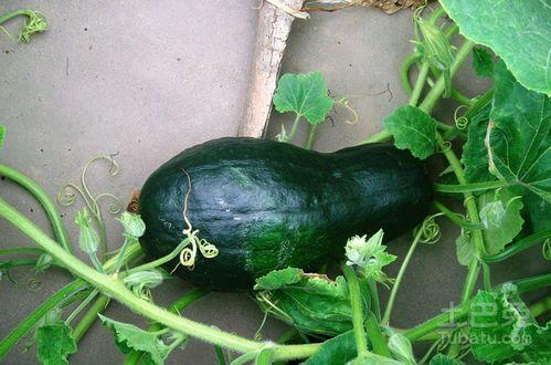 长垣吃瓜合集,揭秘当地特色美食背后的故事