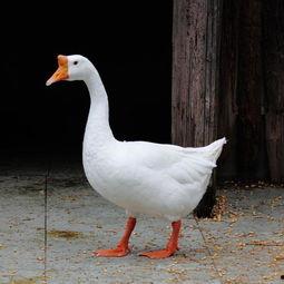 鹅吃瓜视频大全,鹅吃瓜视频大全趣味盘点