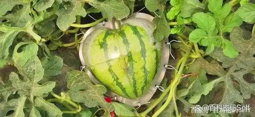 播放带你吃瓜最其他的,带你领略“吃瓜群众”背后的趣味与智慧