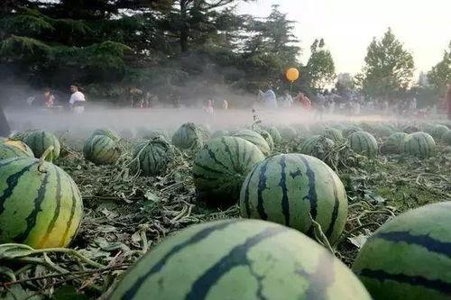 瓜田吃瓜老燕子,老燕子讲述岁月流转中的温馨故事