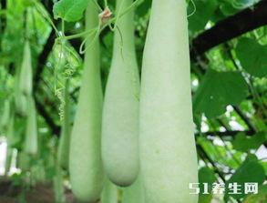 长期吃红瓜好吗,健康益处与注意事项揭秘