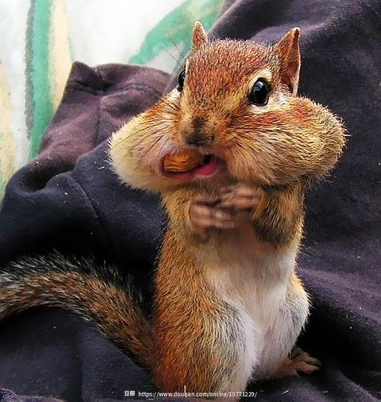 松鼠吃瓜表情包,萌态可掬的欢乐瞬间