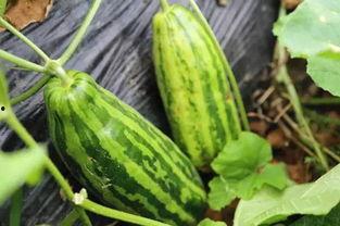 自己的瓜叫不叫吃瓜,跟随自己的瓜叫，品味独特“吃瓜”体验