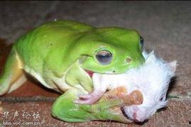 青蛙吃瓜最新的视频,萌态可掬，瓜果盛宴来袭！