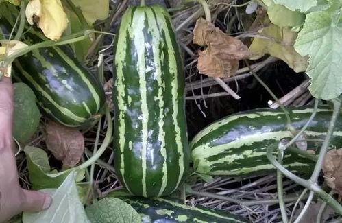 甘肃人老吃瓜,瓜果飘香，老吃瓜的悠闲生活