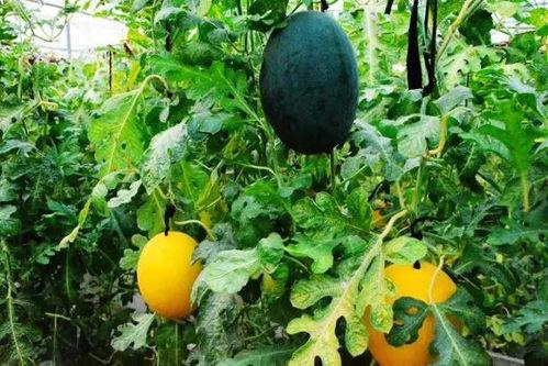 黄色吃瓜公众号,揭秘娱乐圈背后的秘密与八卦