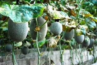 元江吃瓜,吃瓜群众的欢乐时光