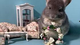 宠物们吃瓜,瓜果飘香，欢乐共享