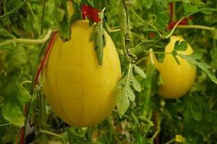 锦州吃瓜群,揭秘网络社交的“瓜田”盛景