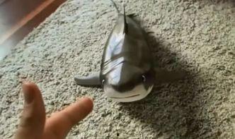 小鲨吃瓜,一场味蕾与自然的邂逅