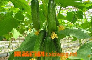 晚上吃乳瓜,探寻夜晚美食的独特魅力