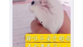 老鼠天天吃的瓜,揭秘日常饮食中的小秘密