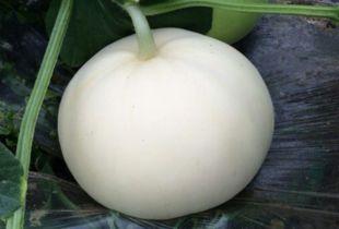 癫痫吃梨瓜,梨瓜助力健康生活