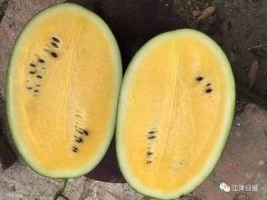 大白沙瓜怎么吃,轻松解锁夏日清凉美味