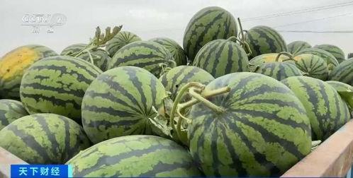 吃瓜师味,品味瓜界新潮流