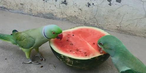 鹦鹉可以吃瓜怎么写