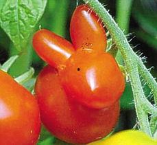 吃大枣瓜了好吗,吃大枣瓜，健康生活好选择