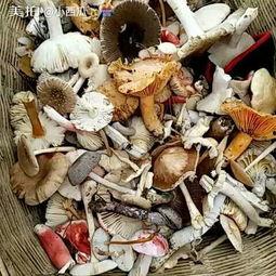 吃菌子能吃瓜吗