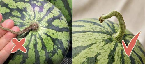 七五崽在线吃瓜,揭秘娱乐圈幕后故事