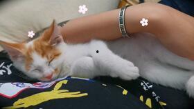 猫可以吃网纹蜜瓜吗,网纹蜜瓜对猫咪的适宜性解析