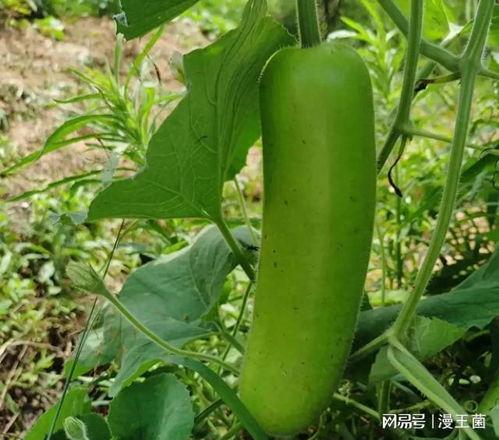 别人吃我的瓜,揭秘他人吃瓜背后的心理奥秘