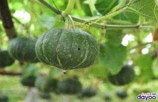 全网新鲜吃瓜网,揭秘娱乐圈幕后真相！