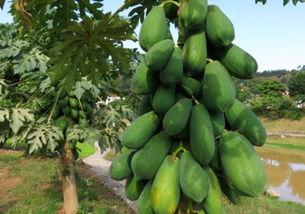 树新峰vs吃瓜,一场跨界对决的精彩演绎