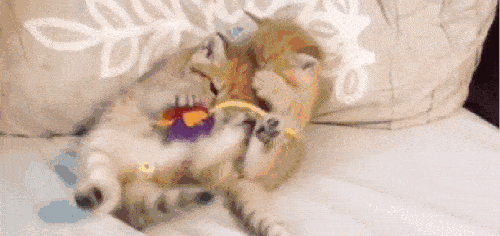 吃瓜网奶凶,揭秘娱乐圈背后的奶凶势力