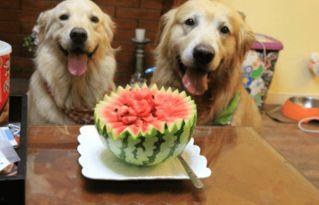 夏天狗吃瓜,狗儿欢享清凉瓜果时光