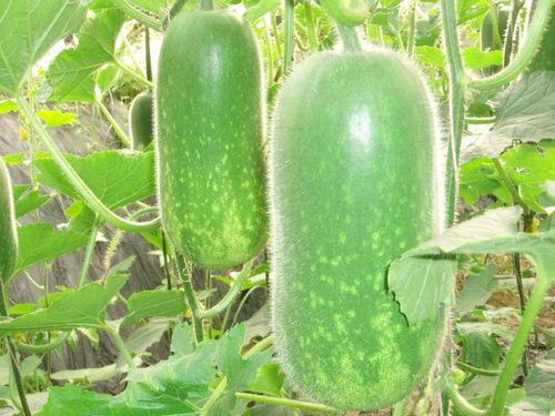 一诺无畏吃瓜,吃瓜群众眼中的风云变幻