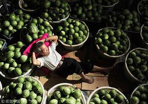 成都崇州吃瓜事件,一场网络热议背后的真相与反思
