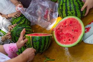 专门吃瓜的视频,视频解析