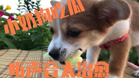 狗可以吃所有的瓜,揭秘狗狗可以吃的各种瓜类美味