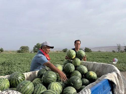 吃瓜狮岭,吃瓜群众眼中的神秘之地